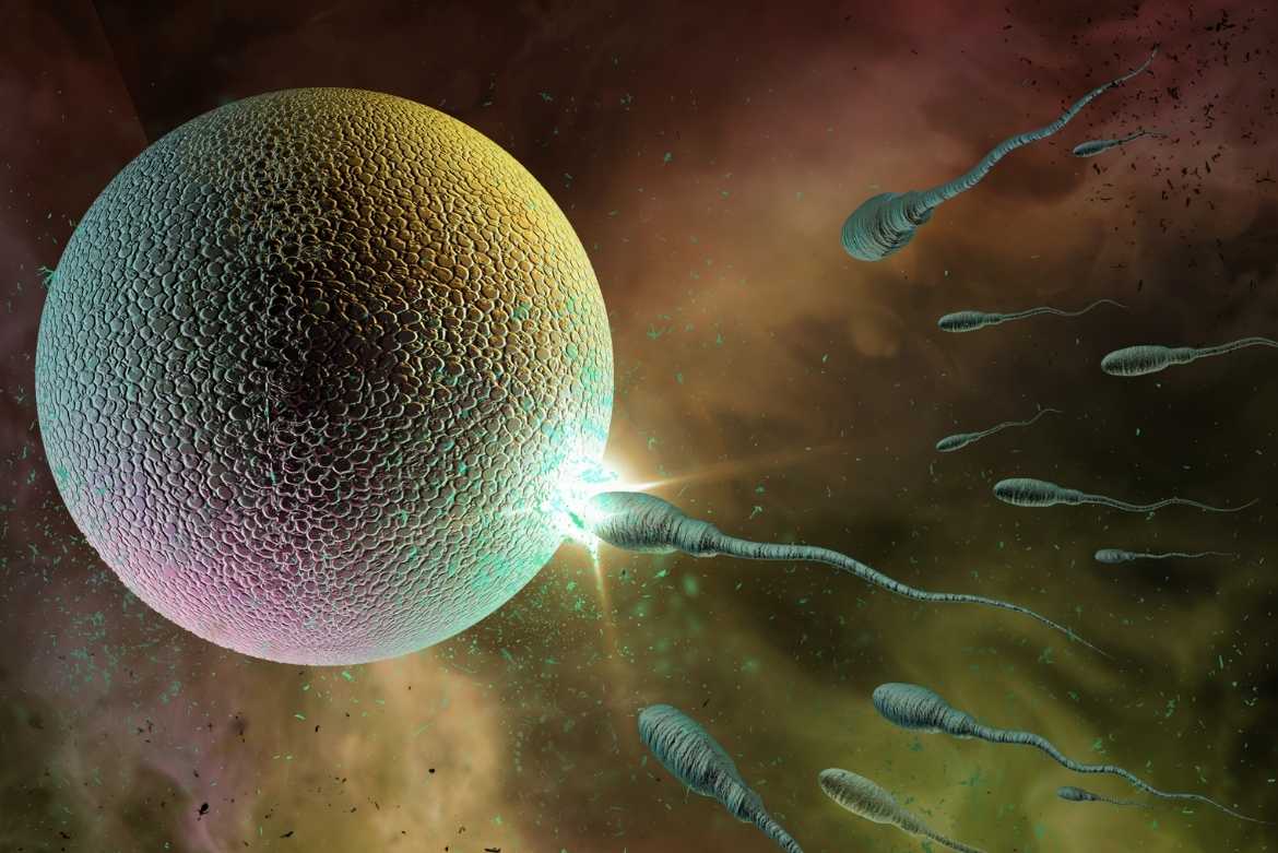 7 Datos curiosos de los espermatozoides que todo hombre debe conocer